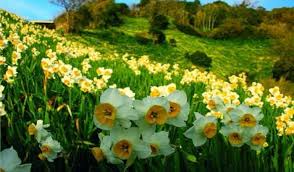 Karaburun Nergis Festivali