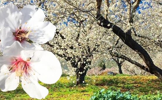 Datça Badem Çiçeği Festivali