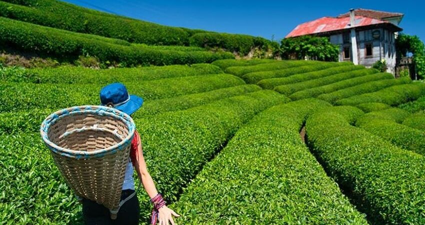 DOĞU KARADENİZ & BATUM TURU ( 3 GECE OTEL KONAKLAMALI)