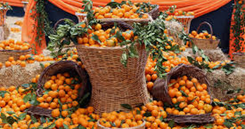 Seferihisar Mandalina Festivali