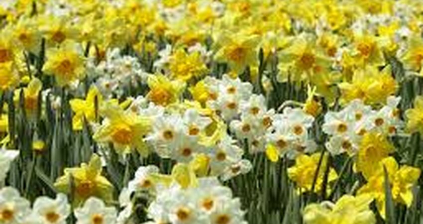 Karaburun Nergis Festivali