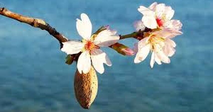 Datça Badem Çiçeği Festivali