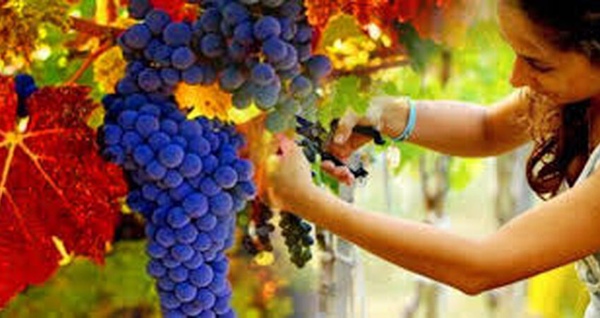 Bozcaada Bağ Bozumu Festivali Turu