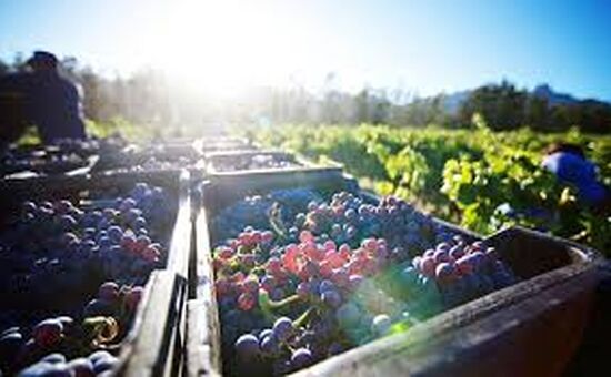 Bozcaada Bağ Bozumu Festivali Turu