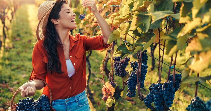 Bozcaada Bağ Bozumu Festivali Turu