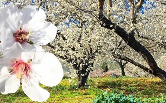 Datça Badem Çiçeği Festivali